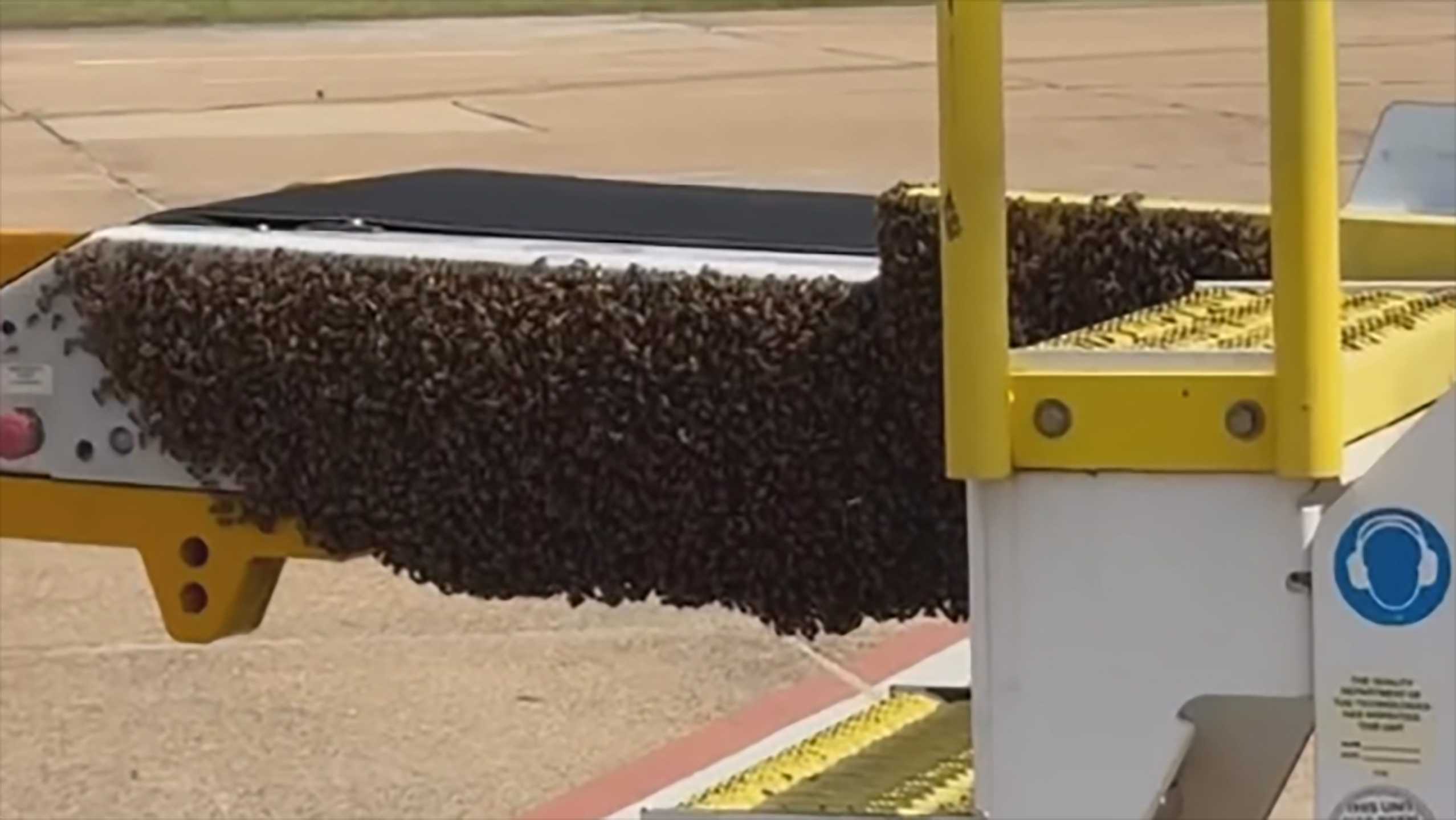 Buzzing to fly: Bees make a home on ramp at Jackson, Mississippi, airport