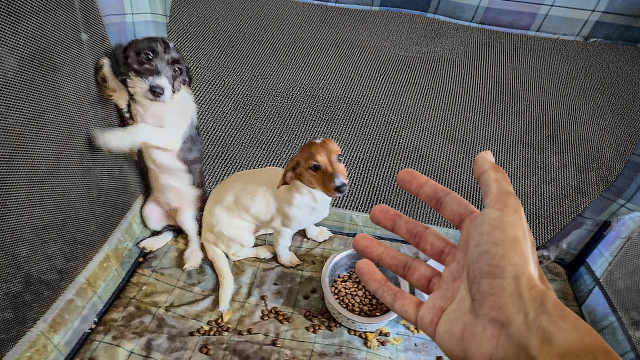 These puppies were neglected so we helped them