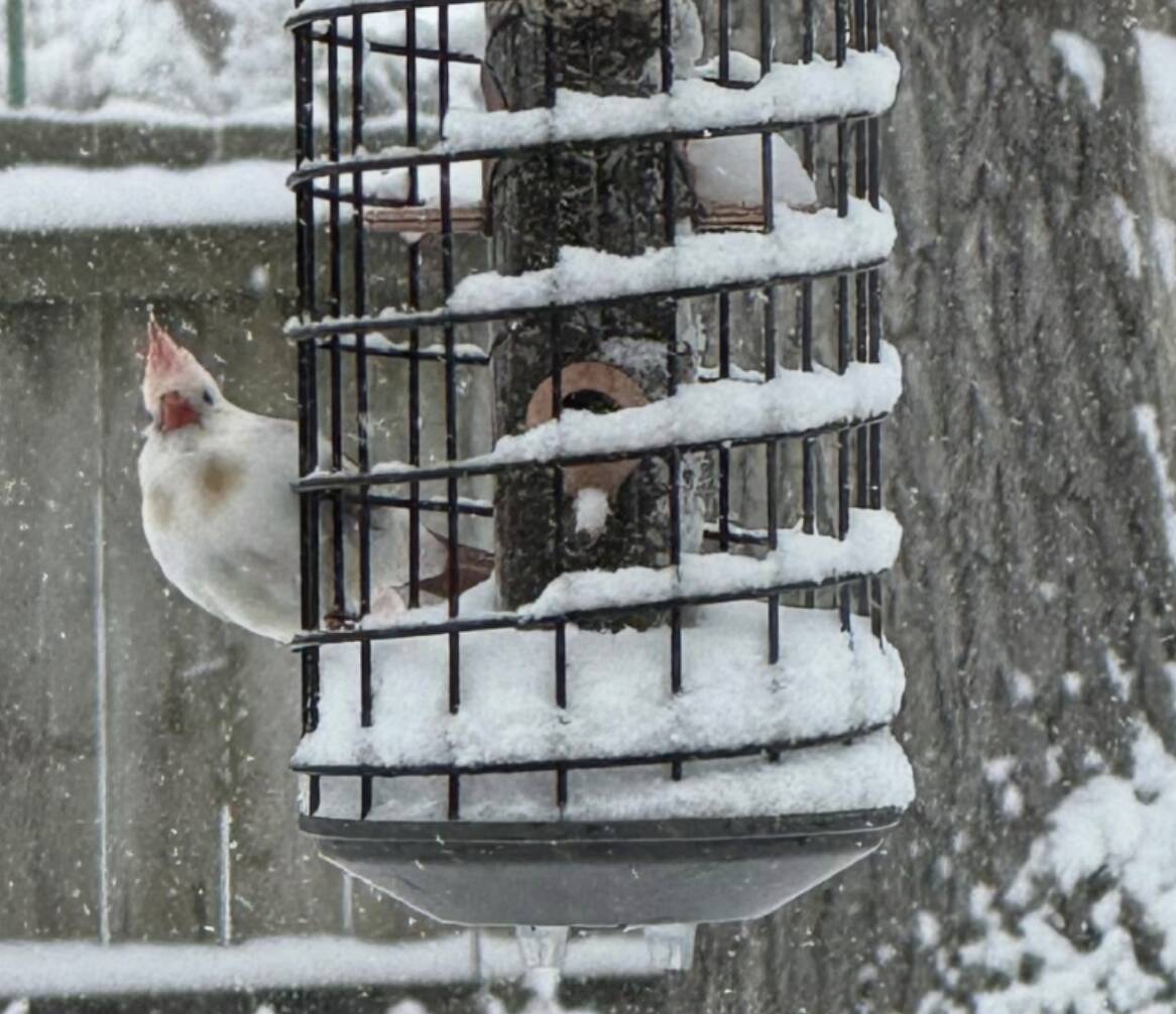 She Saw A 'Tropical' Bird In Her Snowy Yard — The Truth Was Even More Amazing