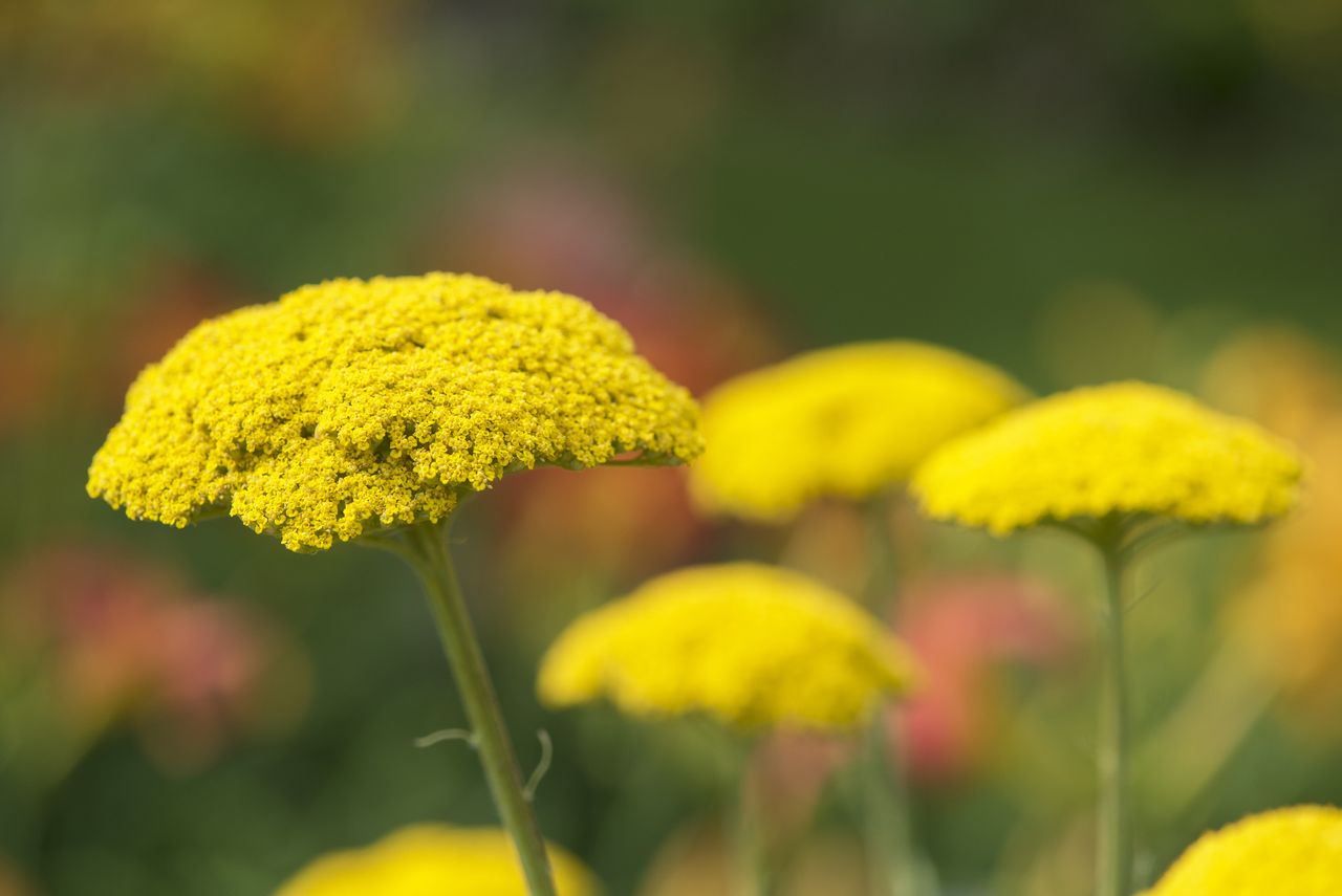 Yellow yarrow flower clusters.