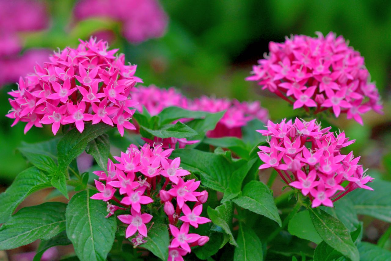 pentas