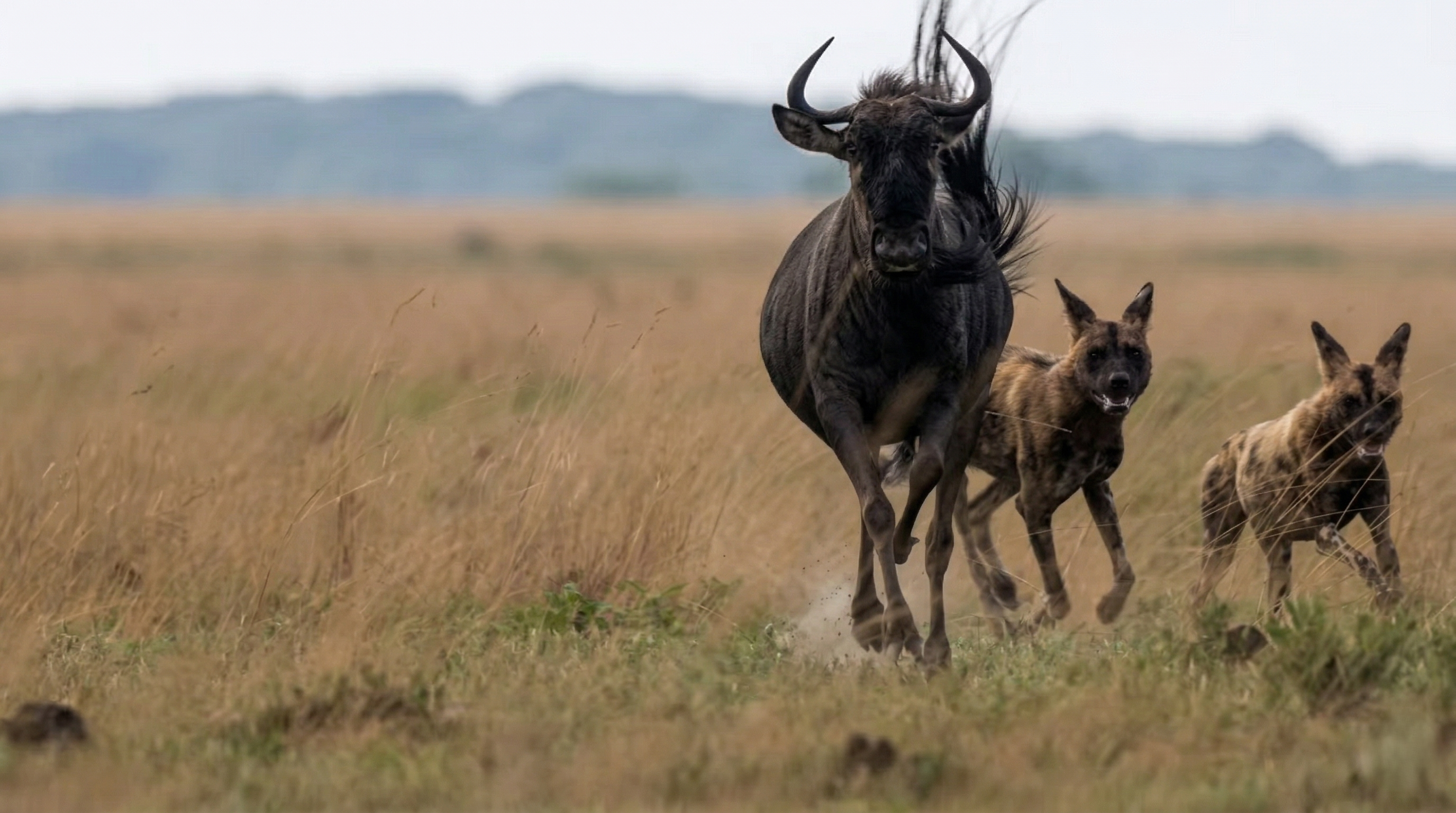 Watch what happens when predators bring down prey much larger than ...