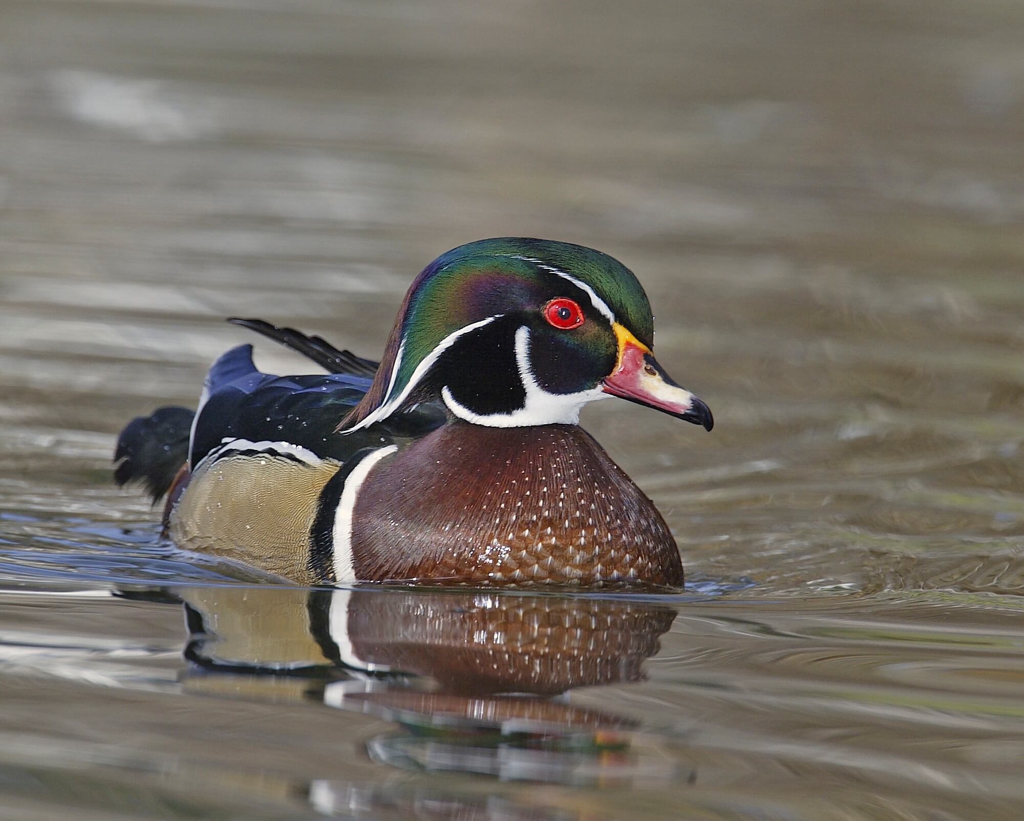 Whitmer names wood duck Michigan’s new state symbol