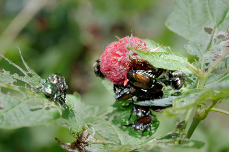 How to grow and care for raspberries