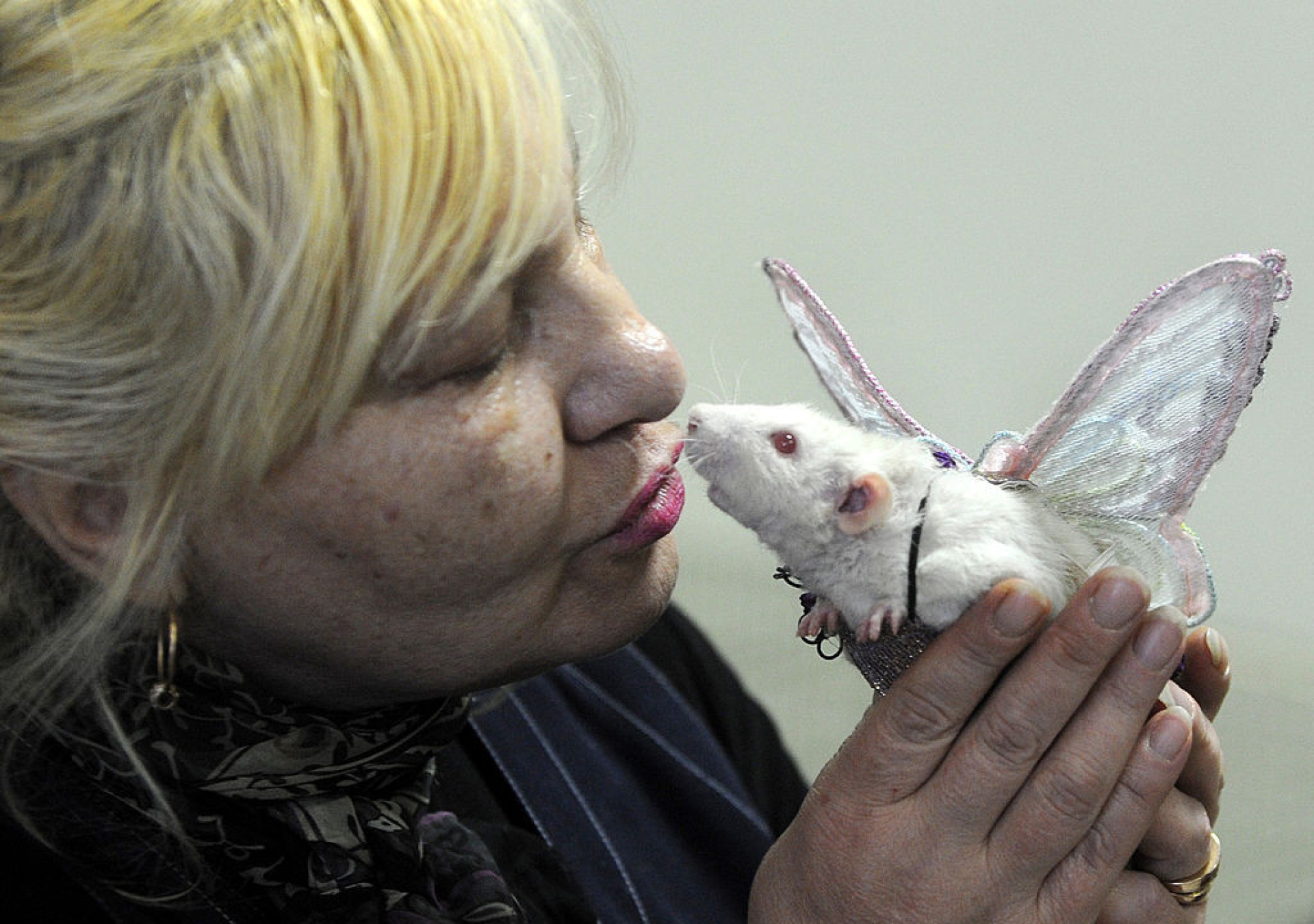 Landen met de meeste ratten ter wereld