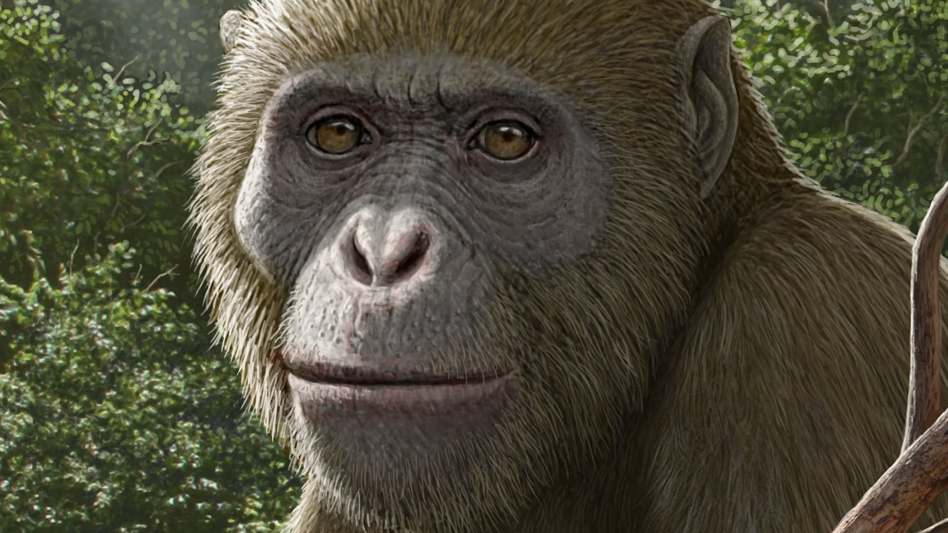 Discovery of 17-million year old ape species reshaping understanding of ...