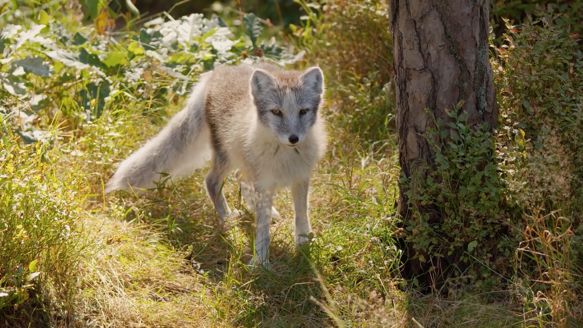 Arctic fox: Ground level views of their harsh winter habitat - Worldwide