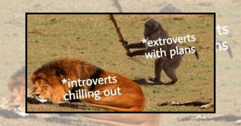 25 delightful memes of adorably dimwitted wild animals testing the dodo ...