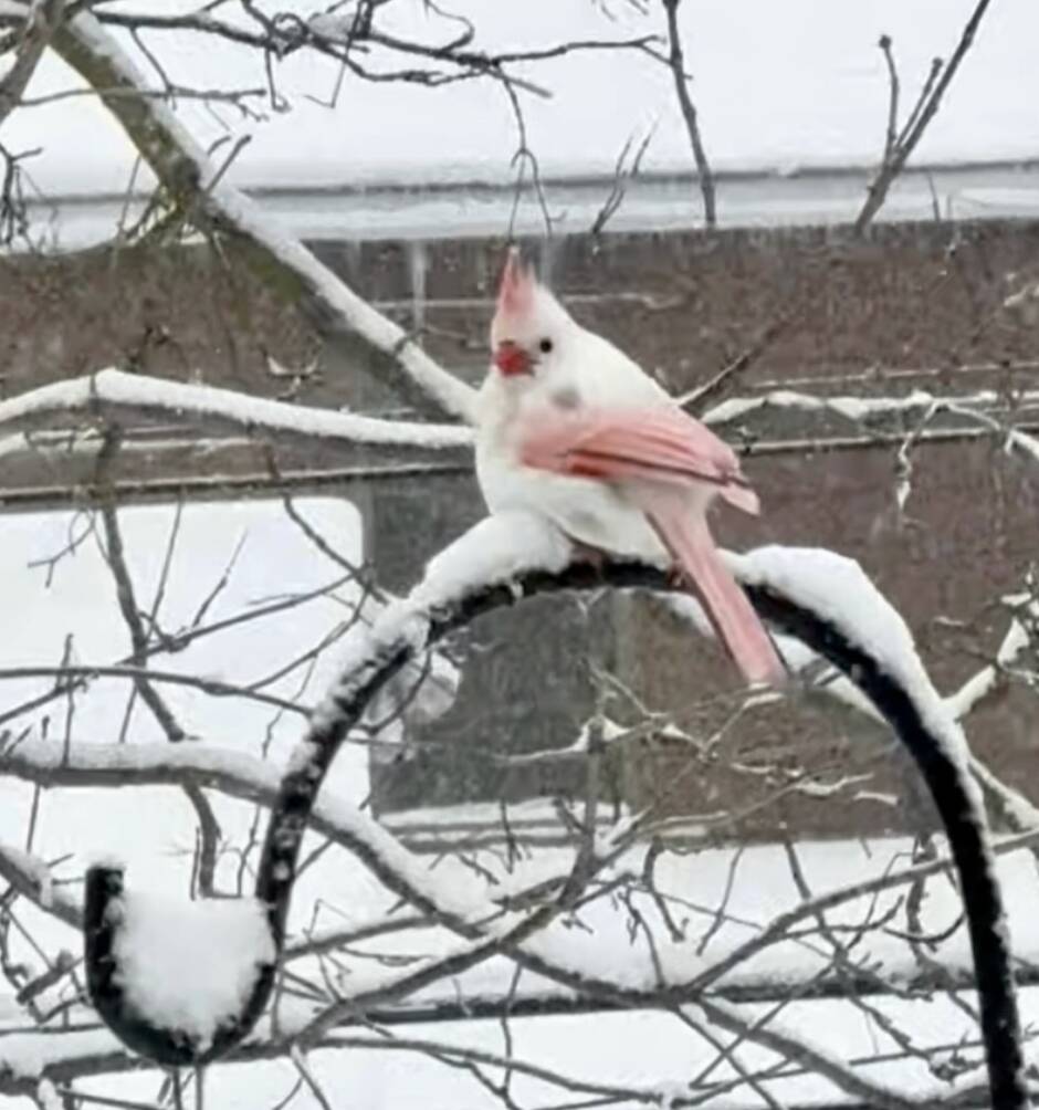 She Saw A 'Tropical' Bird In Her Snowy Yard — The Truth Was Even More Amazing