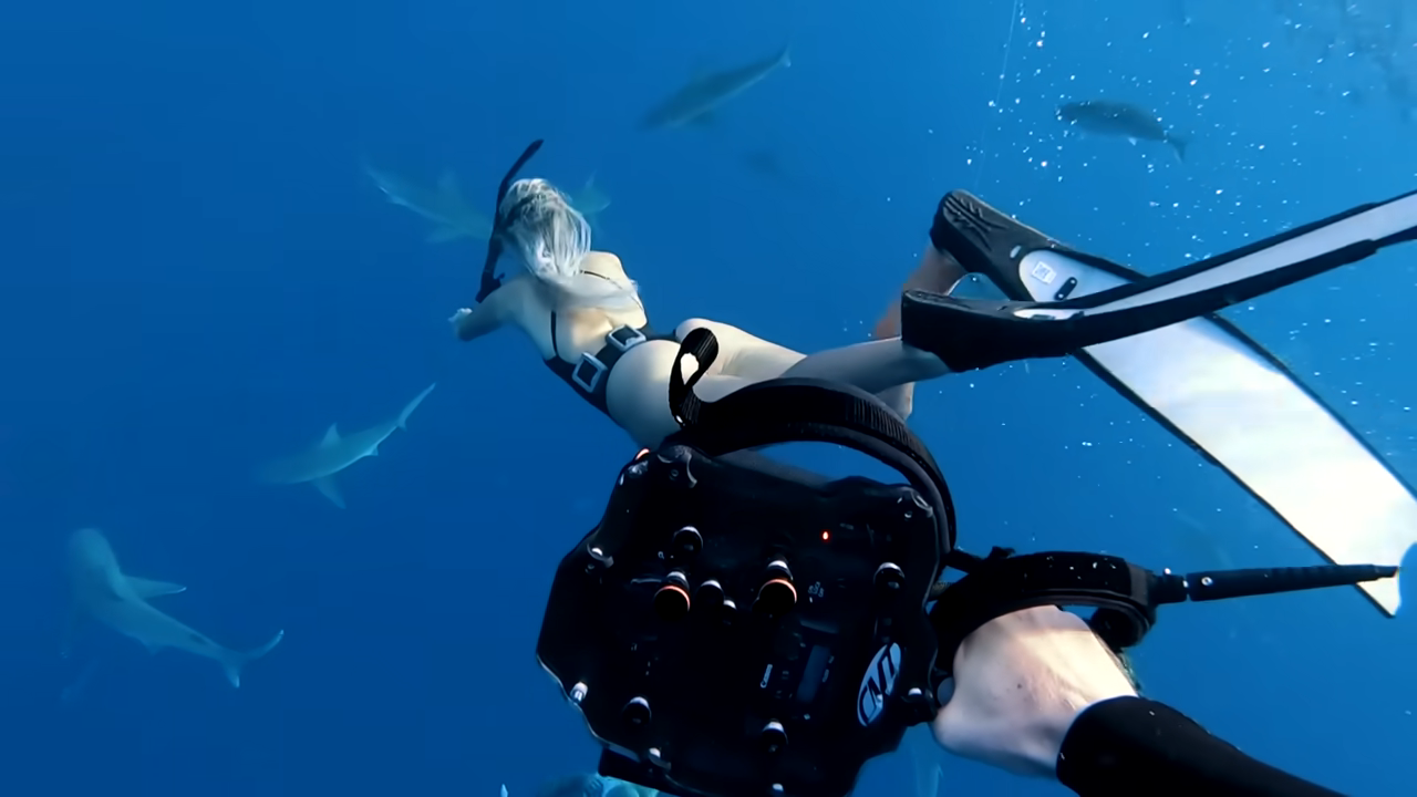 Watch what happens when you put a first-timer in shark water