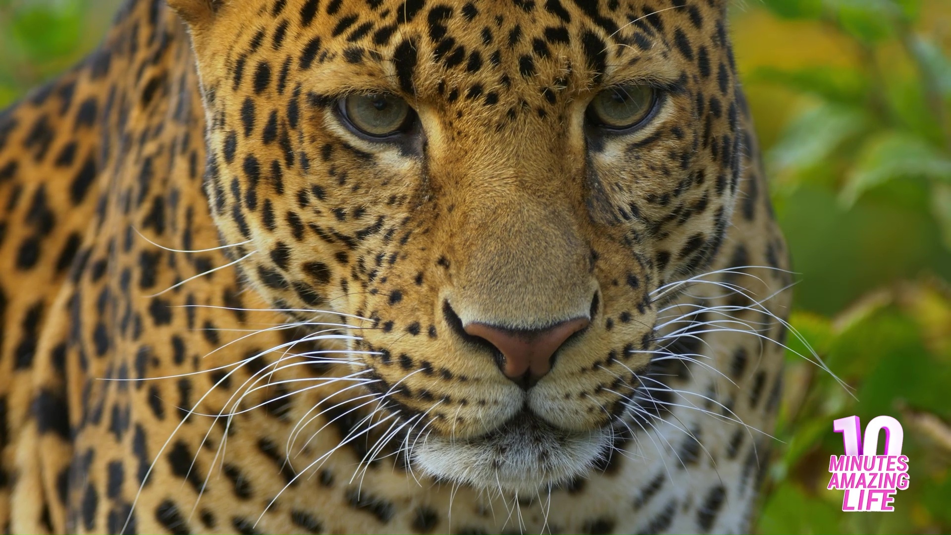 The leopard silently observes its prey before attacking
