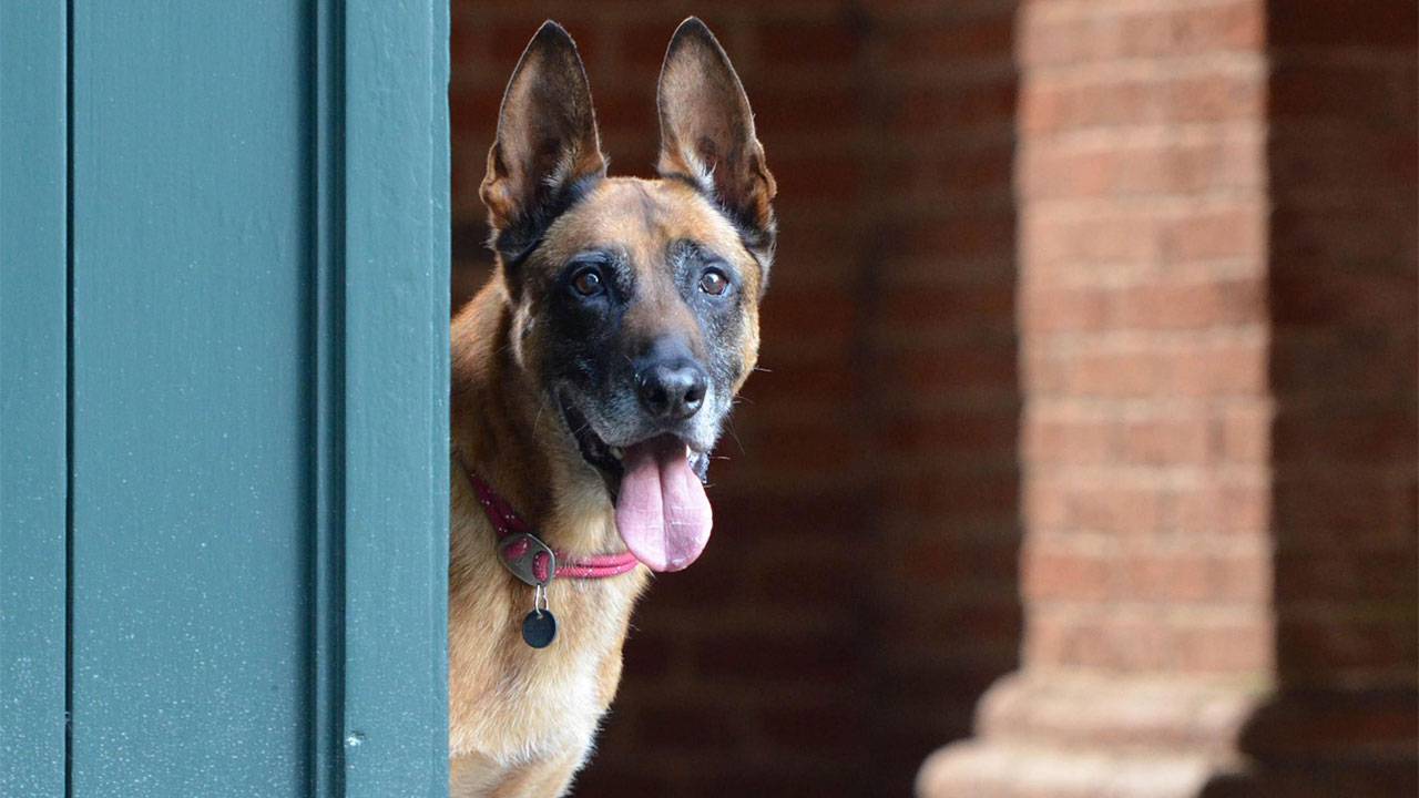 Dog breeds that stay deeply loyal to one person and make that obvious