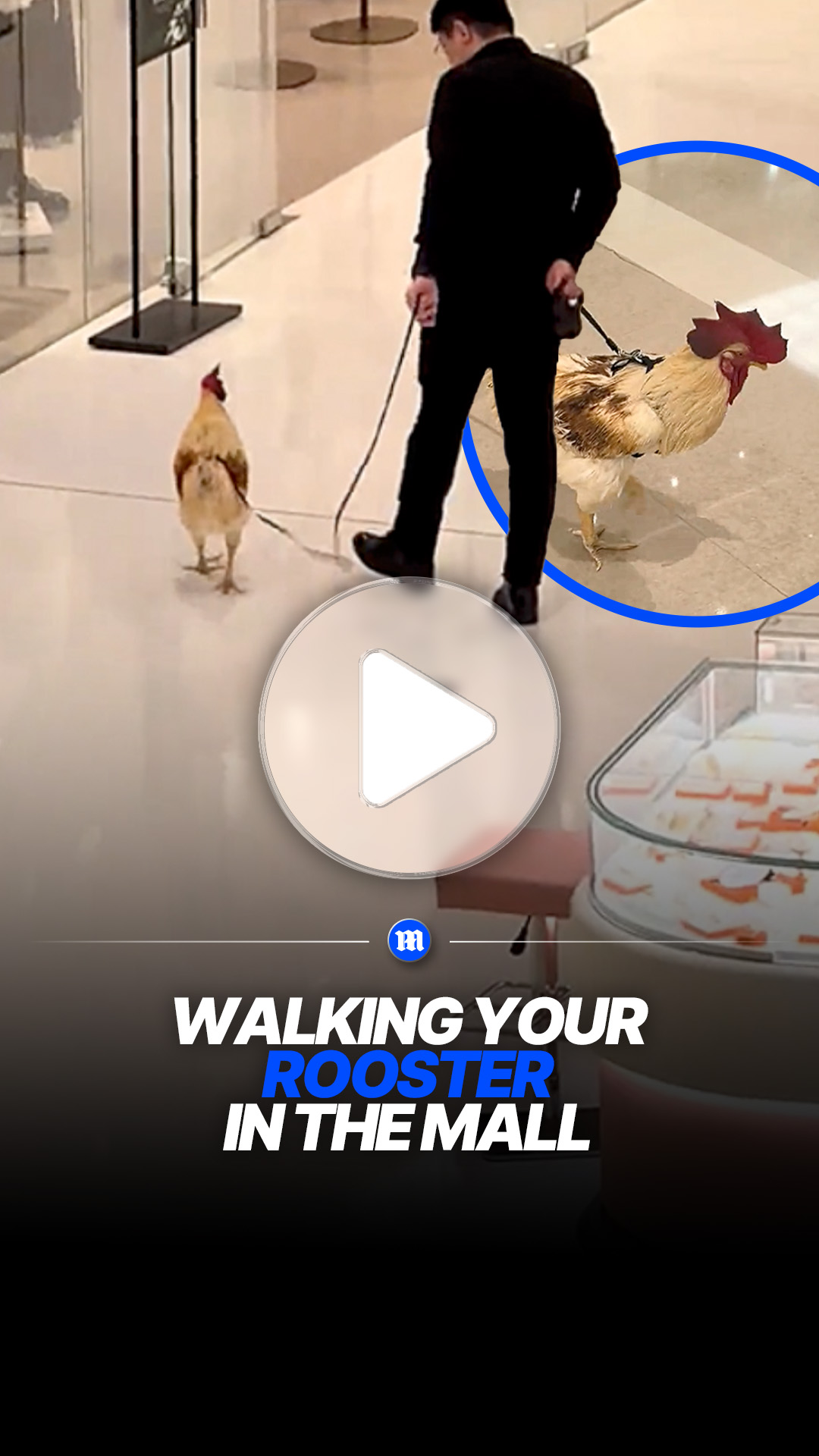 Man walks rooster on leash through shopping mall