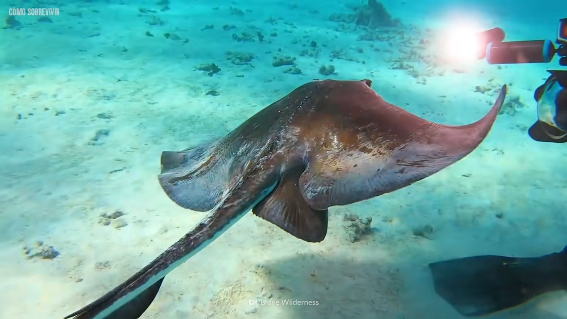 Mantarraya de 2,5 m, segundos después el aguijón atraviesa su corazón