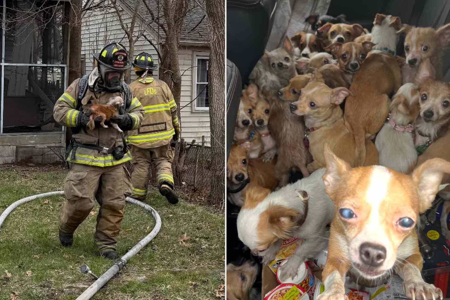 Over 40 dogs were rescued from a burning home in Indiana as fire crews ...