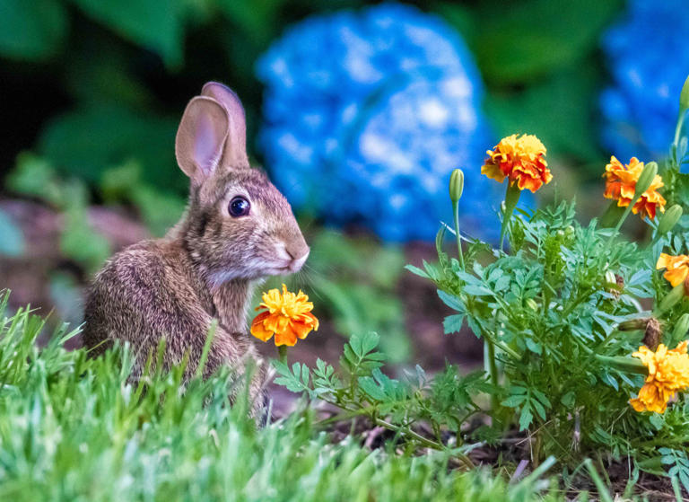 5 common garden mistakes that could be attracting rabbits to your yard
