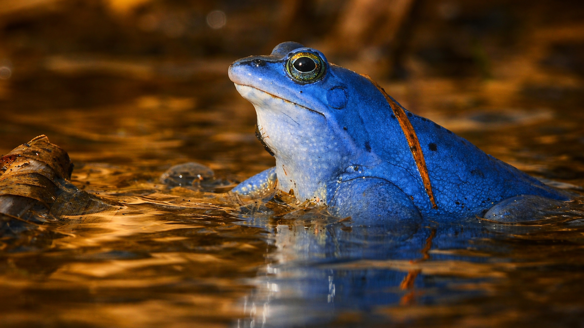 Rana azul poco común capturada en una escena cálida y reflejada