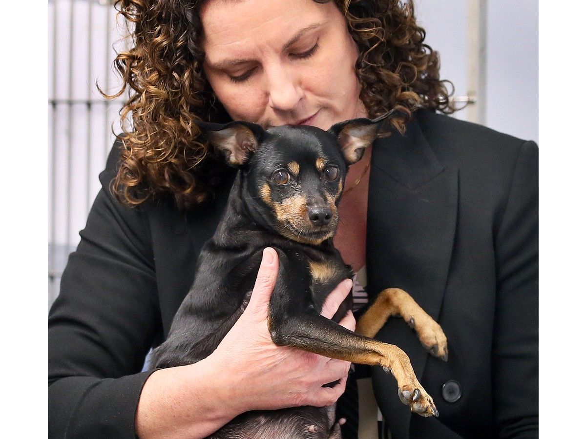 'Alone and afraid' — Windsor humane society issues plea after injured ...
