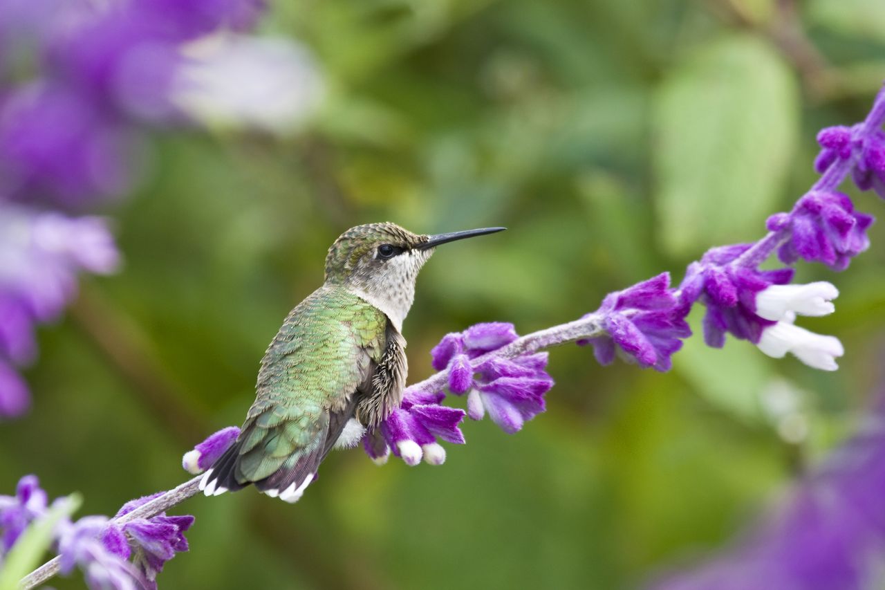 Hummingbird on Salvia