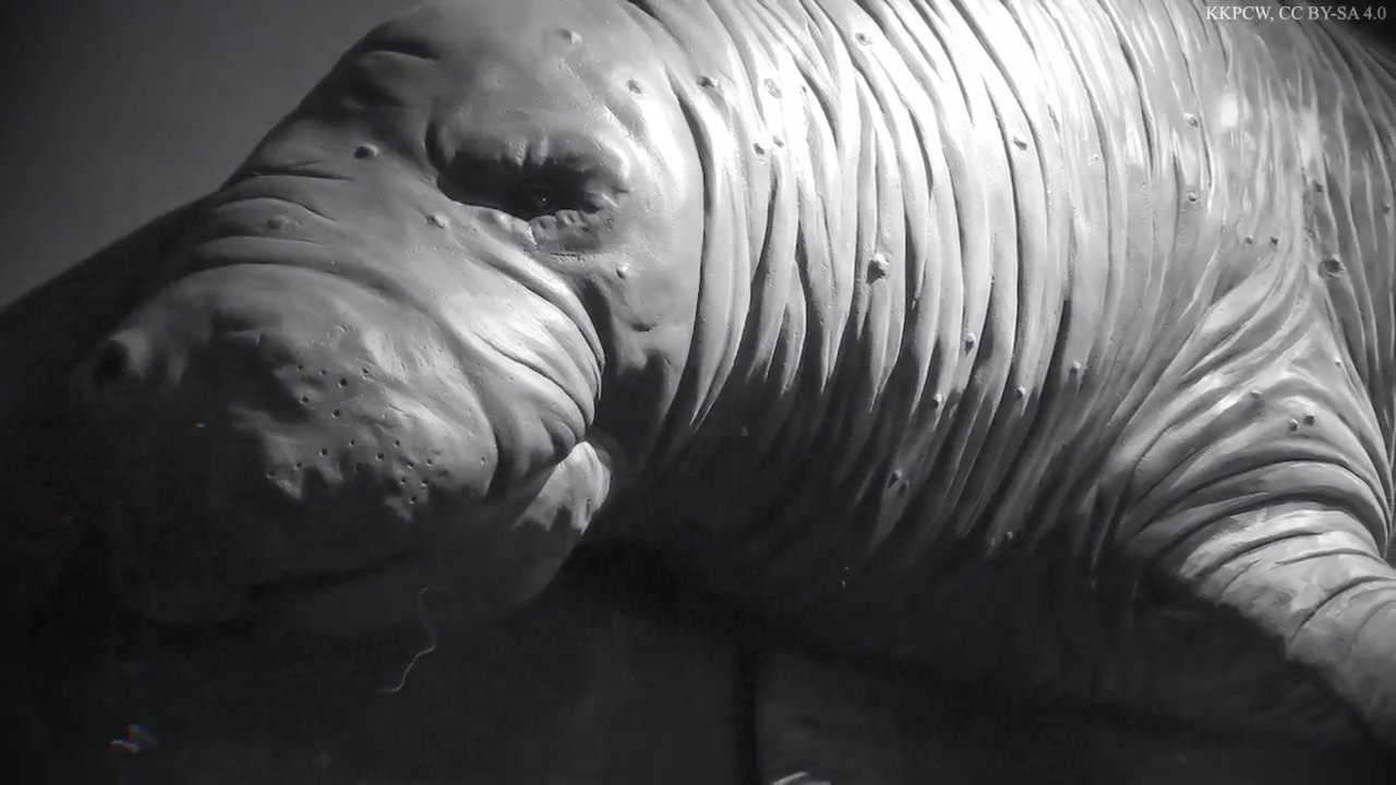 This ocean giant was wiped out in decades and no one stopped it