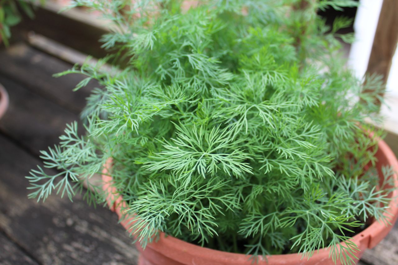 Dill Plant in Pot