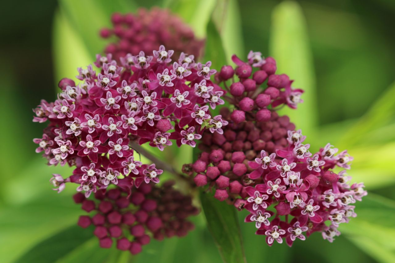 Swamp milkweed (Asclepias incarnata) beginning to bloom.