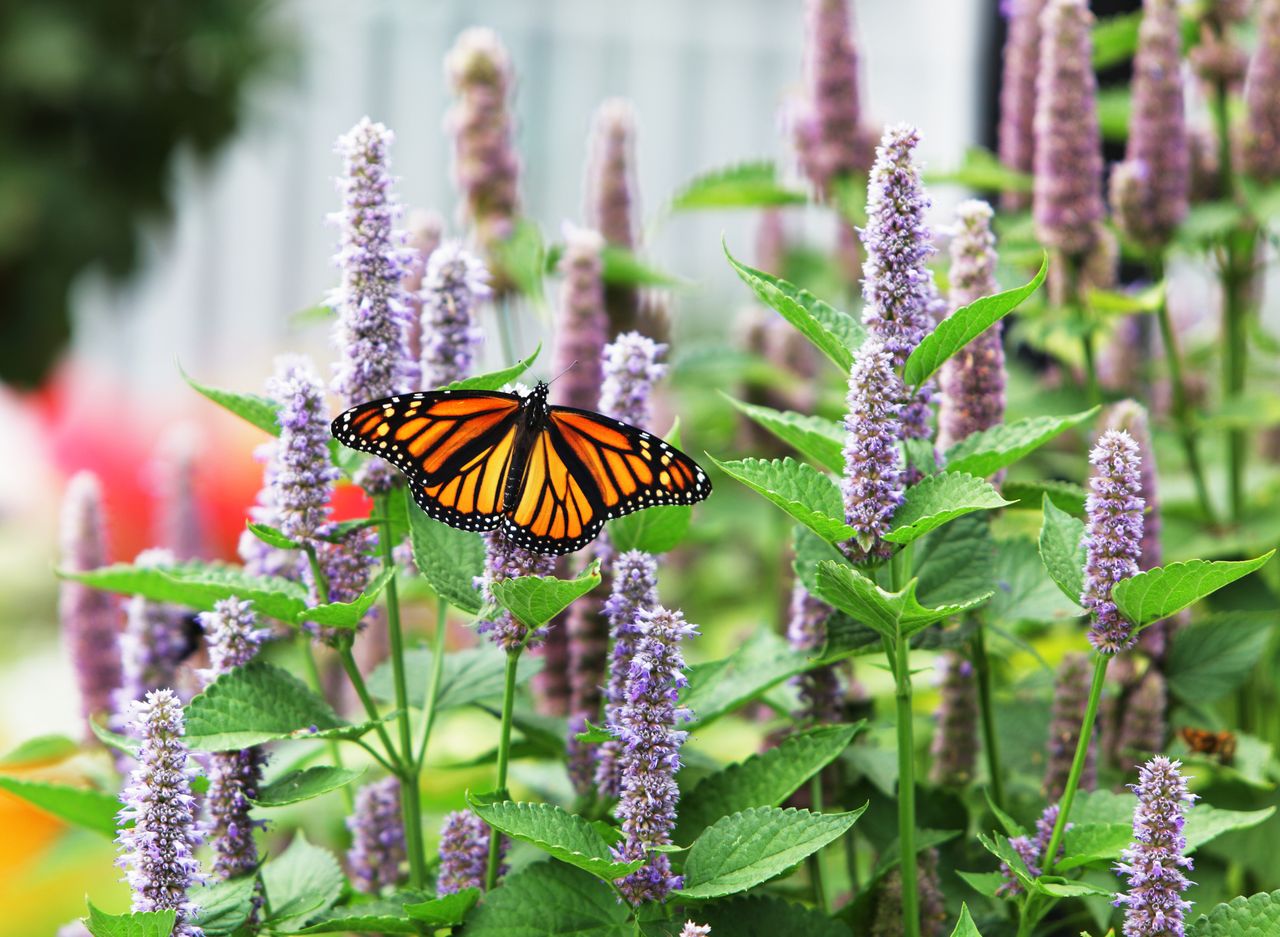 Monarch Butterfly (Danaus plexippus) on Anise Hyssop (Agastache foeniculum) blossoming in its characteristic blue/light lavender.