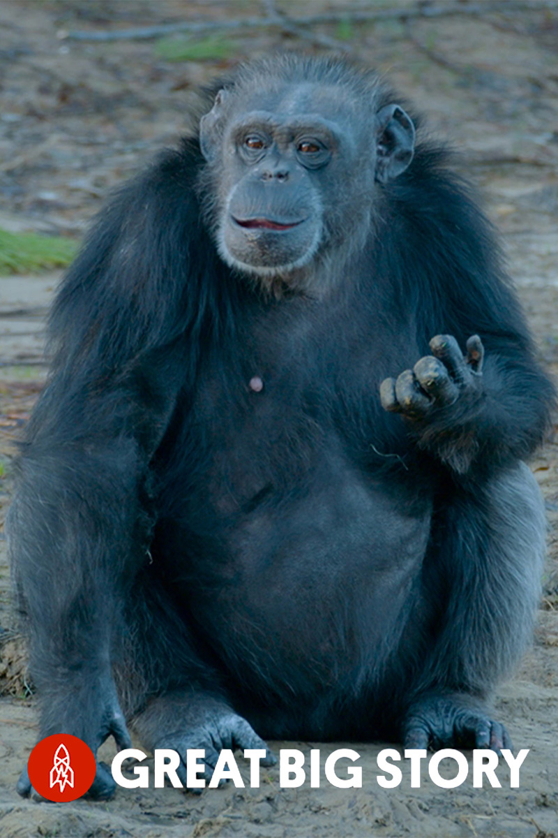 chimp-haven-a-sanctuary-for-retired-research-chimps