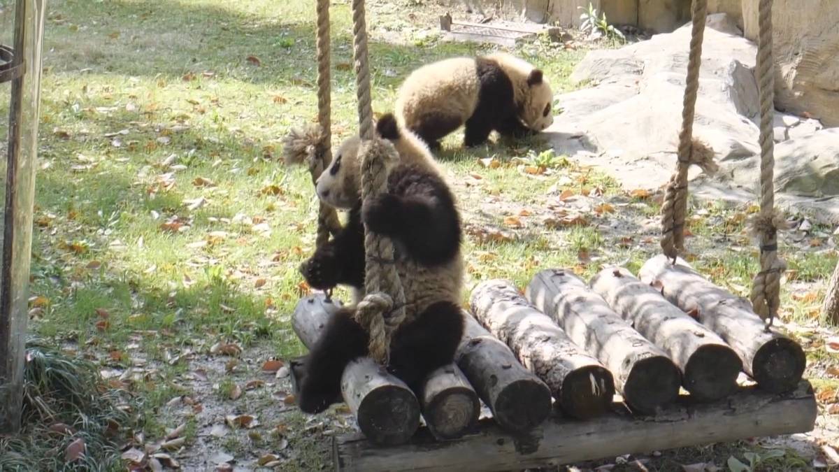 Conheça Qian Ran e Qian Yi: os gémeos pandas que são a nova sensação do ...