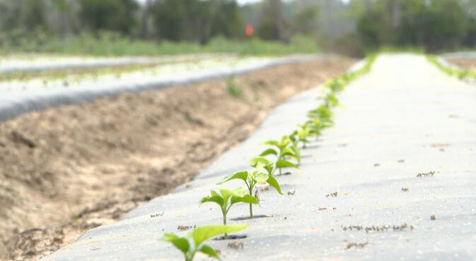 South Georgia farmers watching dry spell
