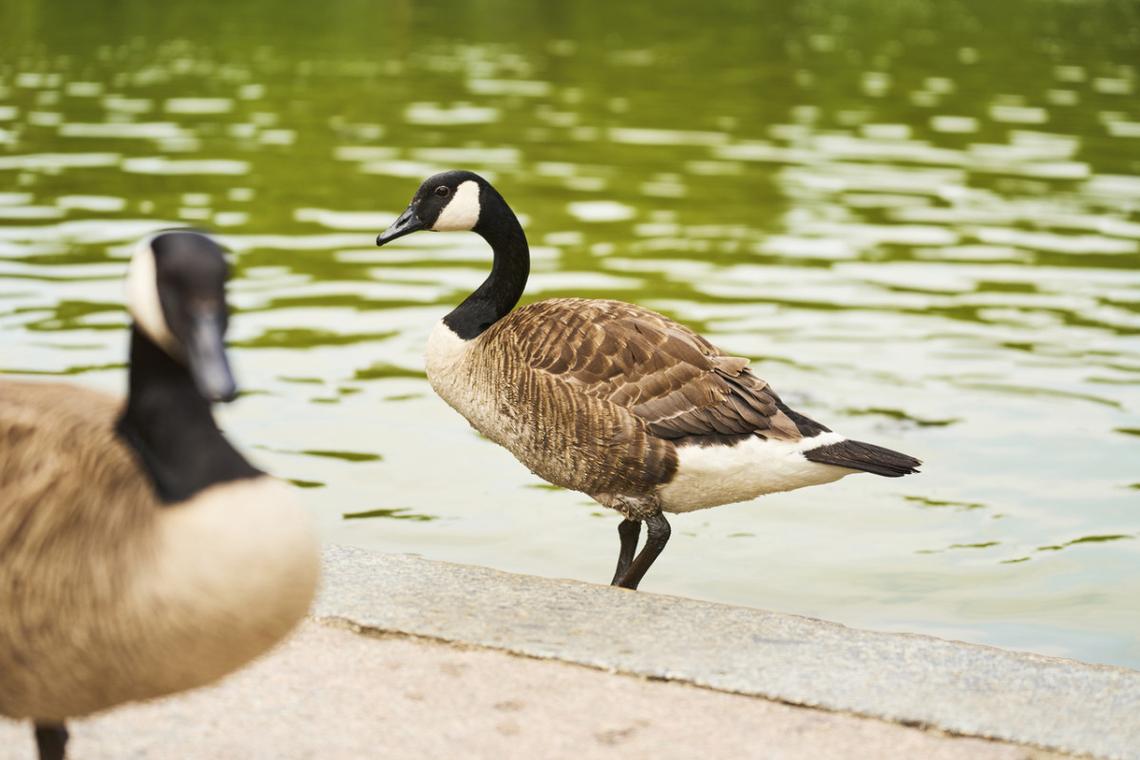 Eastern WA town tries new way to stop goose poop and it's adorable