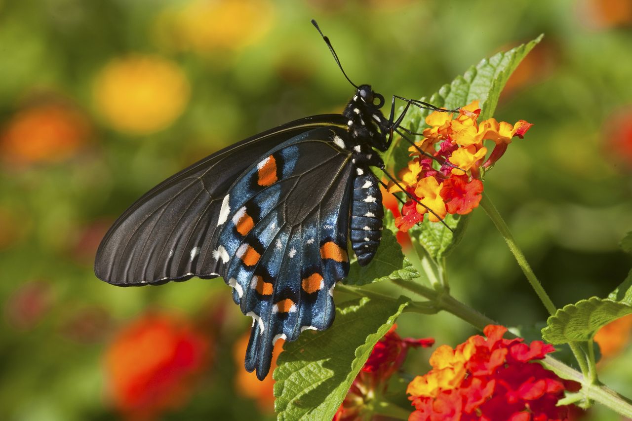 Butterfly on an orange lantana flower.