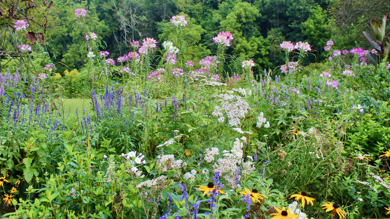 Attract hummingbirds and pollinators to your garden with a pretty ...