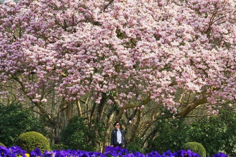 A world in bloom: Spring flowers unfold from Tokyo to Mexico, in photos