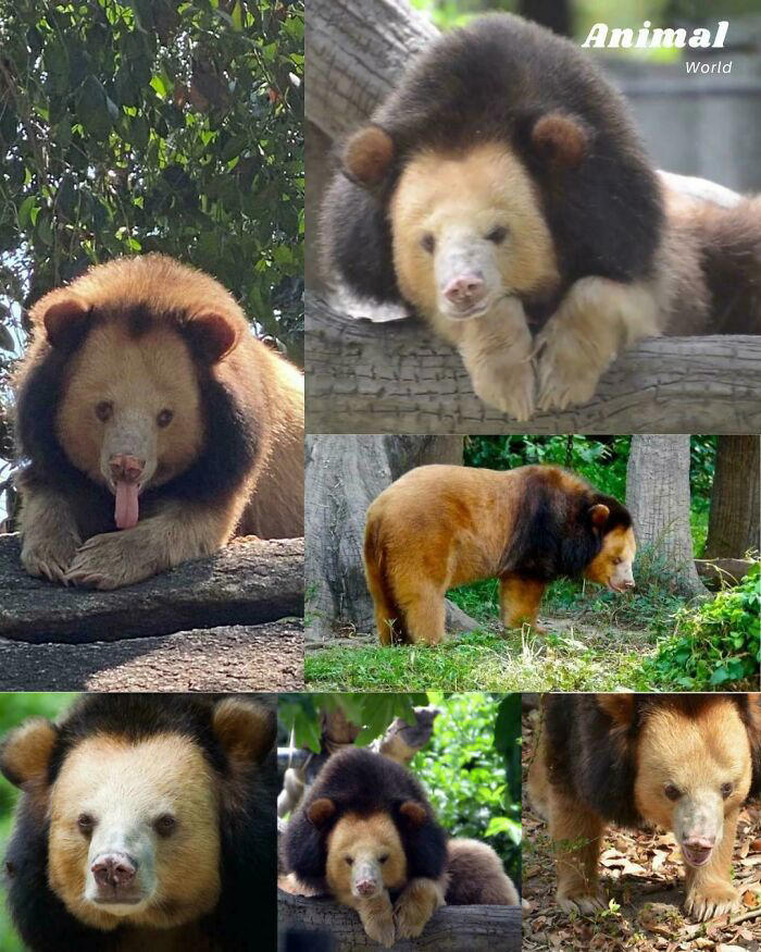 76 color mutations in animals and objects that feel unreal