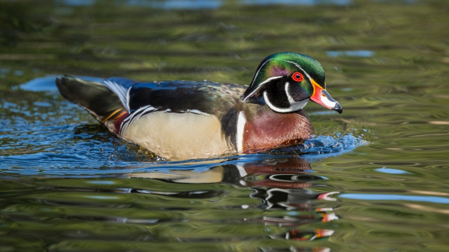 Michigan officially has a state duck