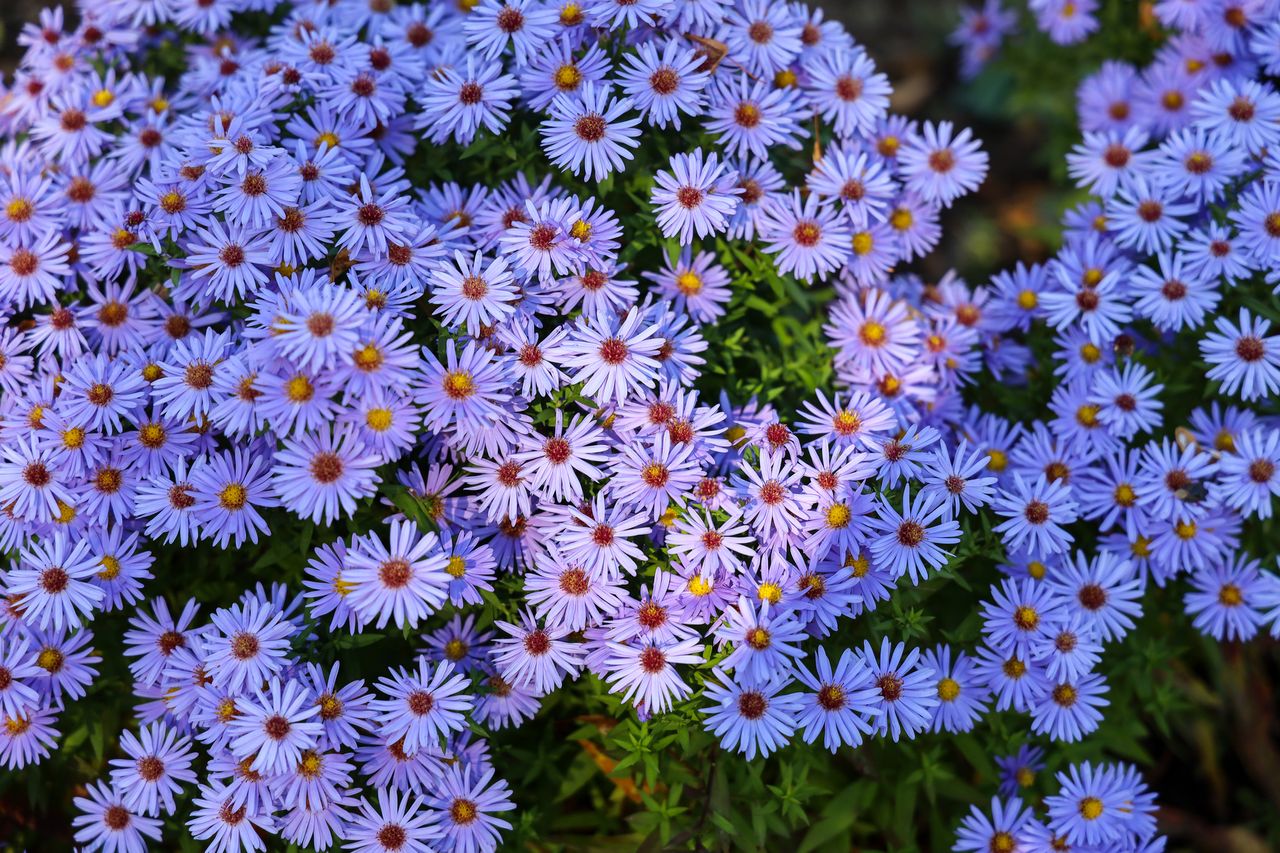 full frame closeup of purple aster flowers with yellow and orange centers