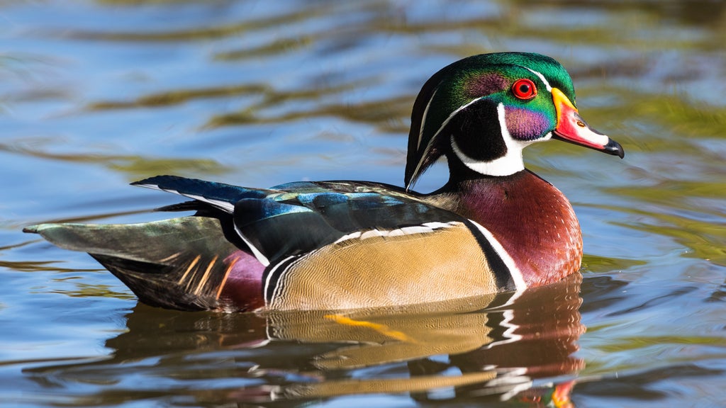 Wood duck designated as Michigan's official state duck