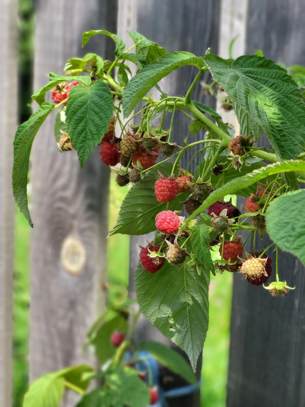 How to grow and care for raspberries