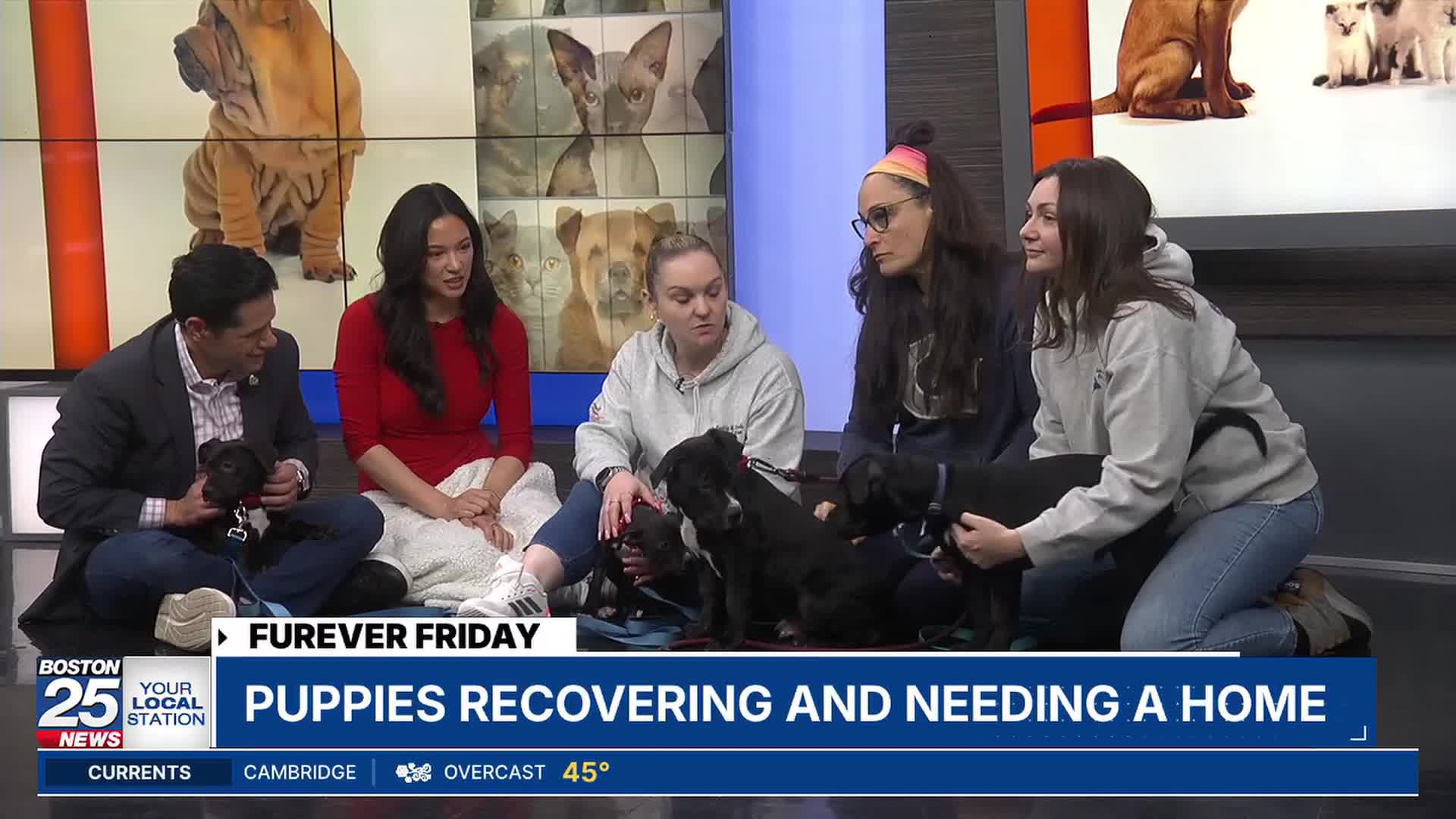 Furever Friday: 4 rescued puppies in need of a forever home
