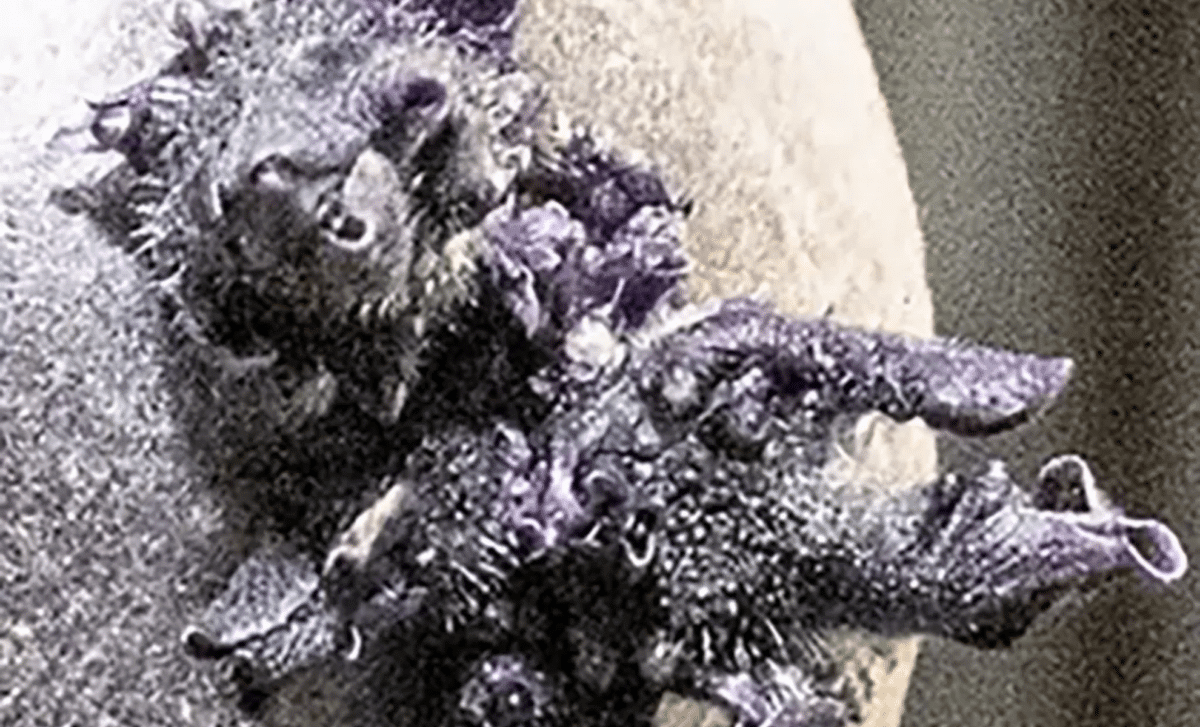 NASA astronaut shares image of bizarre tentacled object growing on ISS