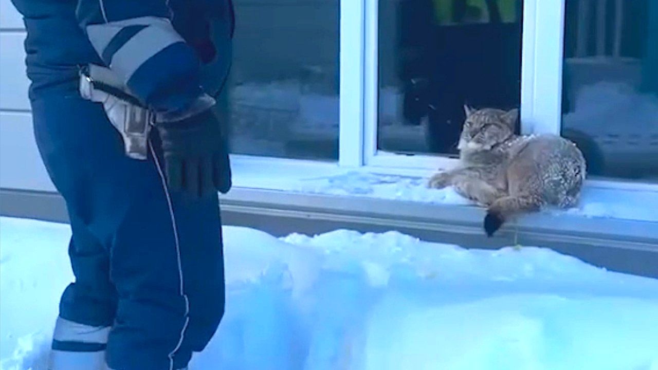 Cops struggle to make wild lynx leave cozy patrol car spot