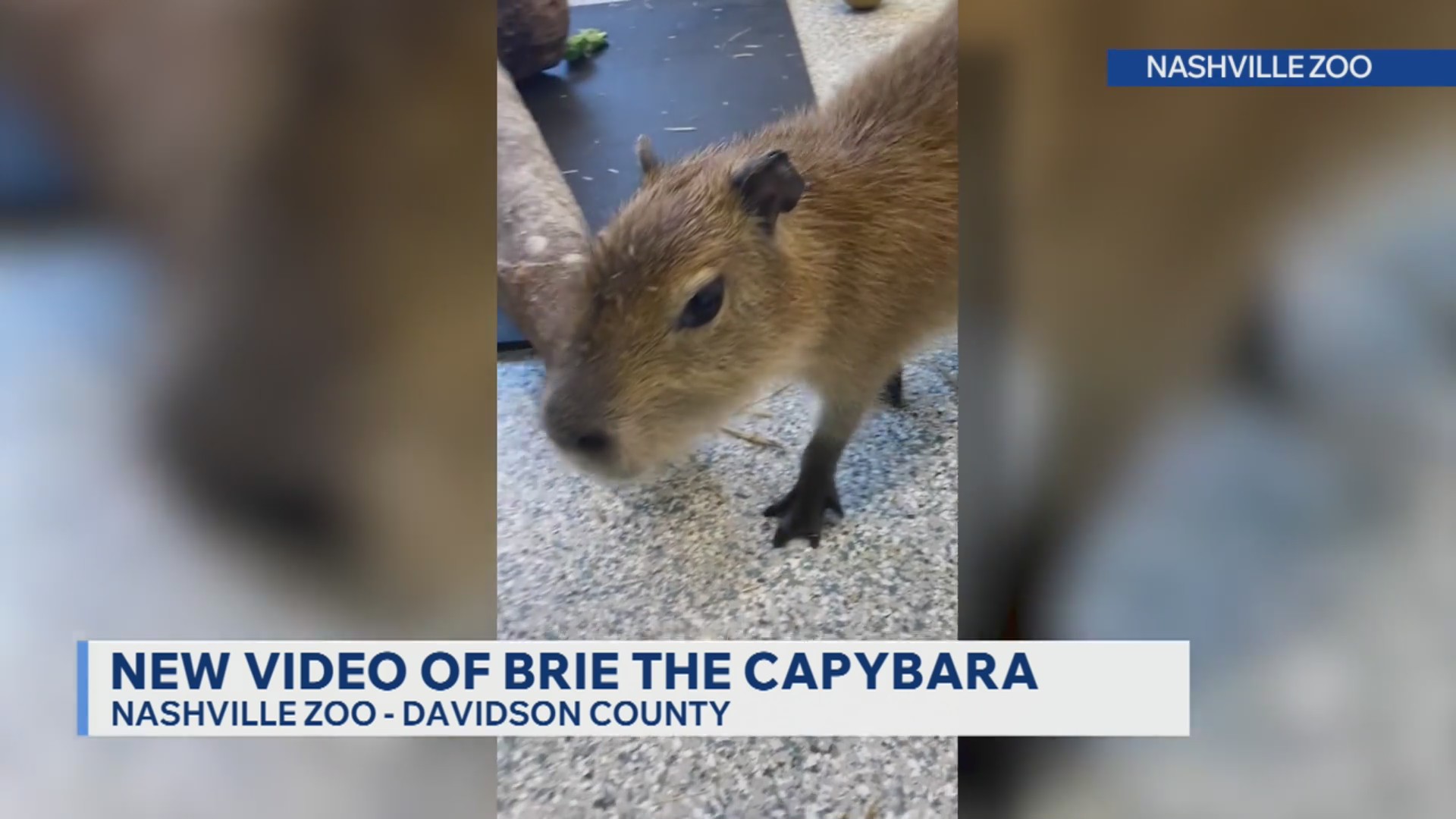 Nashville Zoo releases new video of Brie the capybara