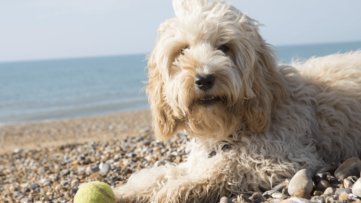 From mixes to icons: 6 dog breeds with hybrid origins