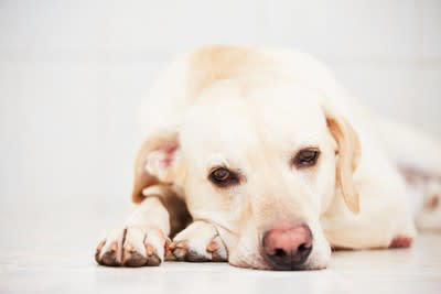 犬を『嫌な気持ち』にさせる飼い主の行動5つ 無意識にやってない？改善すべきタブー行為とは