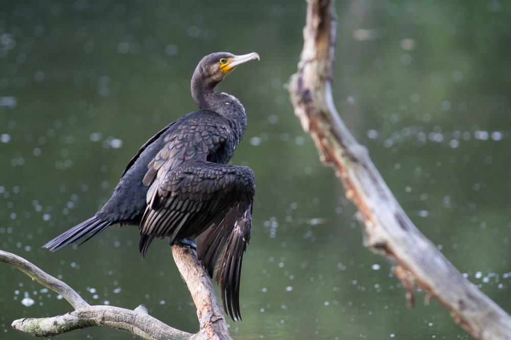 Cormoran : tout savoir sur cet oiseau