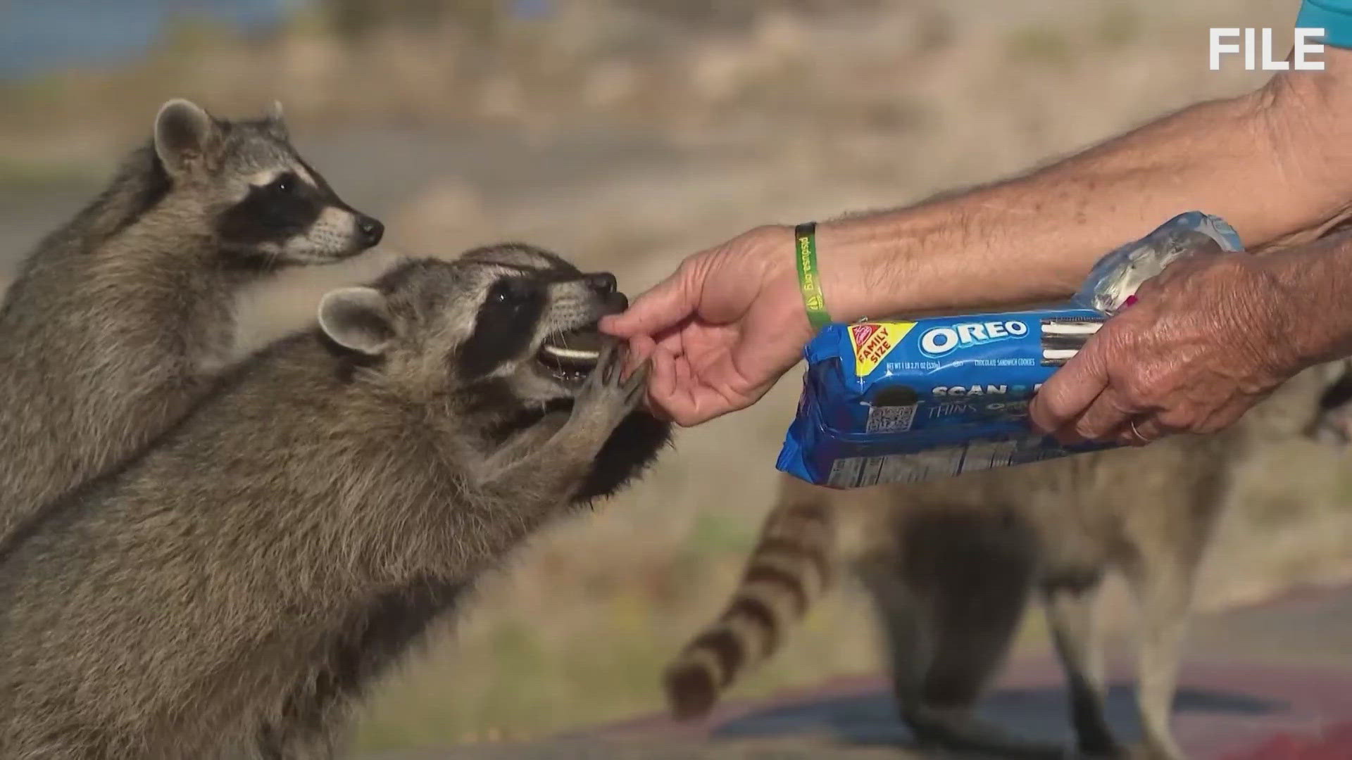 Rabies detected in a raccoon in New Braunfels, authorities say