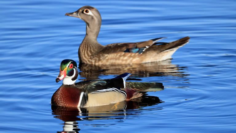 Michigan officially has a state duck