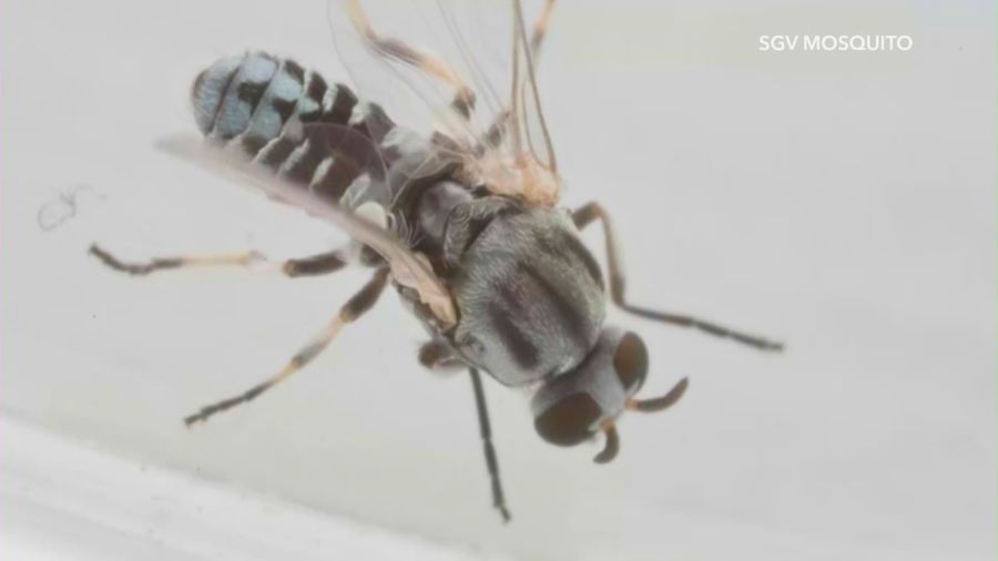 Painful 'eye-biting' flies swarm San Gabriel Valley foothill communities