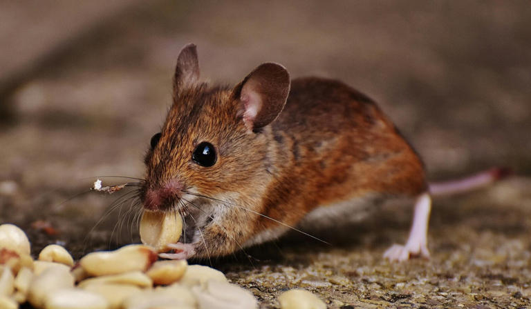 Critical steps to take immediately after a mouse bite